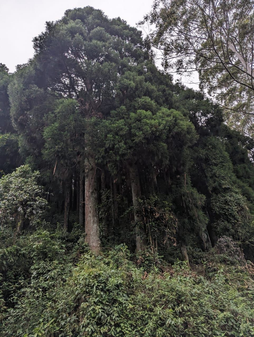 Majestic Pine trees at Helipong village area on the way to Tuensang town. (Morung Photo)